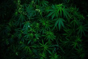 Высокоурожайная марихуана и лампы для нее